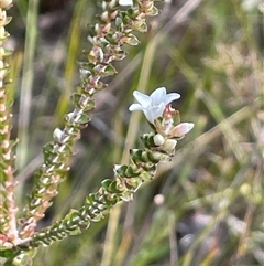 Epacris breviflora at Sassafras, NSW - 13 Aug 2025 by JaneR
