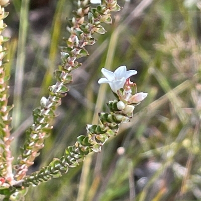 Epacris breviflora at Sassafras, NSW - 13 Aug 2025 by JaneR
