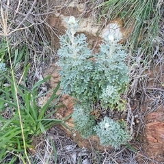 Unverified Other Wildflower or Herb at Nambucca Heads, NSW - 13 Aug 2025 by trevorpreston