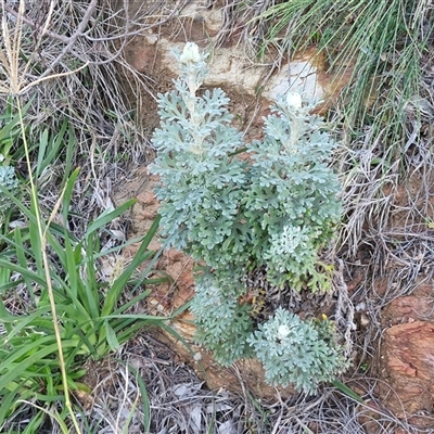 Unverified Other Wildflower or Herb at Nambucca Heads, NSW - 13 Aug 2025 by trevorpreston