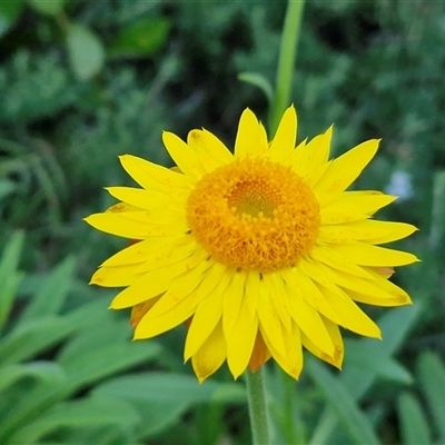 Unverified Daisy at Nambucca Heads, NSW - 13 Aug 2025 by trevorpreston