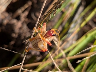 Xiphogryllacris orthoxipha (3-eyed leaf rolling raspy cricket) at Orchard Hills, NSW - 15 Aug 2025 by TomShone