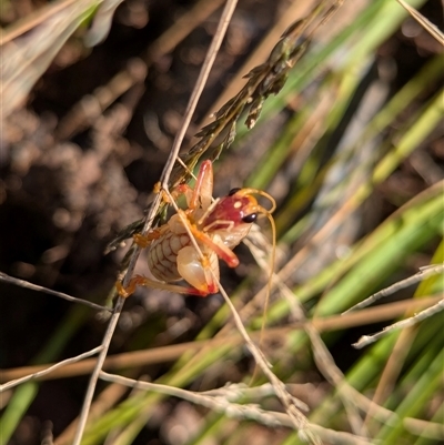 Xiphogryllacris orthoxipha (3-eyed leaf rolling raspy cricket) at Orchard Hills, NSW - 15 Aug 2025 by TomShone
