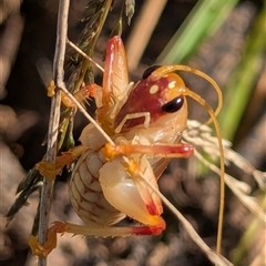 Hyalogryllacris sp. at Orchard Hills, NSW - 15 Aug 2025 09:01 AM