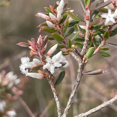 Styphelia attenuata at Sassafras, NSW - 13 Aug 2025 by JaneR