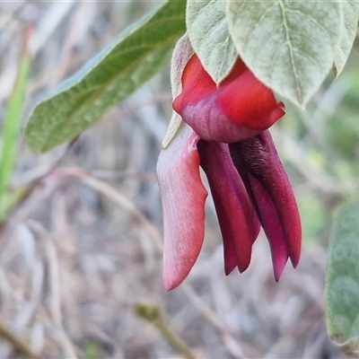 Lonicera japonica at Nambucca Heads, NSW - 13 Aug 2025 by trevorpreston