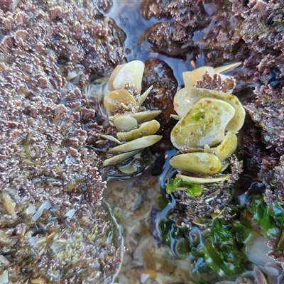 Unverified Polychaete Worm at Nambucca Heads, NSW - 13 Aug 2025 by trevorpreston