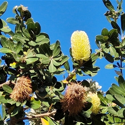 Unverified Other Tree at Nambucca Heads, NSW - 13 Aug 2025 by trevorpreston