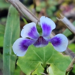 Unverified Other Wildflower or Herb at Nambucca Heads, NSW - 13 Aug 2025 by trevorpreston