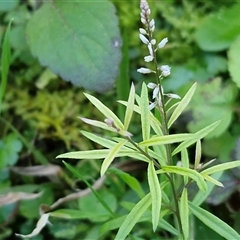 Polygala paniculata (Polygala) at Nambucca Heads, NSW - 13 Aug 2025 by trevorpreston