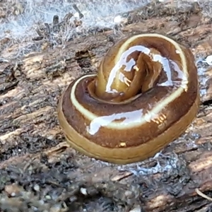 Australopacifica scaphoidea at Nambucca Heads, NSW - 13 Aug 2025 01:45 PM