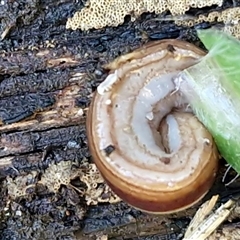 Australopacifica scaphoidea at Nambucca Heads, NSW - 13 Aug 2025 01:45 PM