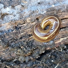 Australopacifica scaphoidea at Nambucca Heads, NSW - 13 Aug 2025 01:45 PM