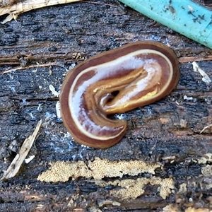 Australopacifica scaphoidea at Nambucca Heads, NSW - 13 Aug 2025 01:45 PM