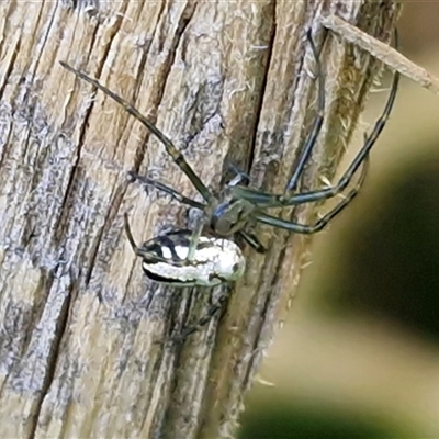 Leucauge dromedaria (Silver dromedary spider) at Nambucca Heads, NSW - 13 Aug 2025 by trevorpreston