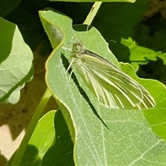 Pieris rapae at Nambucca Heads, NSW - 13 Aug 2025 by trevorpreston