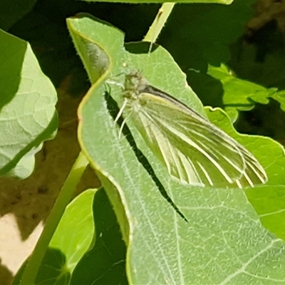 Pieris rapae at Nambucca Heads, NSW - 13 Aug 2025 by trevorpreston