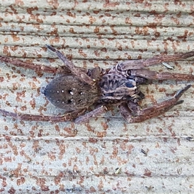 Mituliodon tarantulinus (Prowling Spider) at Nambucca Heads, NSW - 13 Aug 2025 by trevorpreston