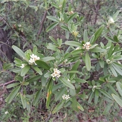 Pyracantha sp. at Theodore, ACT - 23 Jan 2025 by MichaelBedingfield