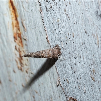 Conoeca or Lepidoscia (genera) IMMATURE (Unidentified Cone Case Moth larva, pupa, or case) at Wanniassa, ACT - 12 Aug 2025 by AlisonMilton