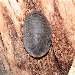 Laxta sp. (genus) (Bark cockroach) at Wanniassa, ACT - 12 Aug 2025 by AlisonMilton