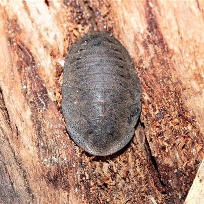 Laxta sp. (genus) (Bark cockroach) at Wanniassa, ACT - 12 Aug 2025 by AlisonMilton