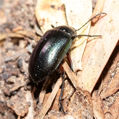 Chalcopteroides sp. (genus) (Rainbow darkling beetle) at Wanniassa, ACT - 12 Aug 2025 by AlisonMilton