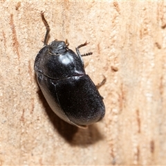 Pterohelaeus (genus) (Pie-dish beetle) at Wanniassa, ACT - 12 Aug 2025 by AlisonMilton