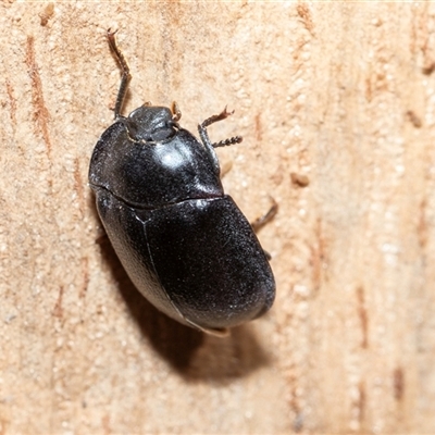 Pterohelaeus (genus) (Pie-dish beetle) at Wanniassa, ACT - 12 Aug 2025 by AlisonMilton