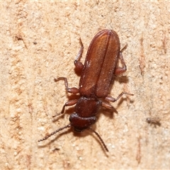 Platisus sp. (genus) (Flat bark beetle) at Wanniassa, ACT - 12 Aug 2025 by AlisonMilton