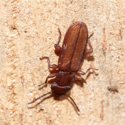 Platisus sp. (genus) (Flat bark beetle) at Wanniassa, ACT - 12 Aug 2025 by AlisonMilton