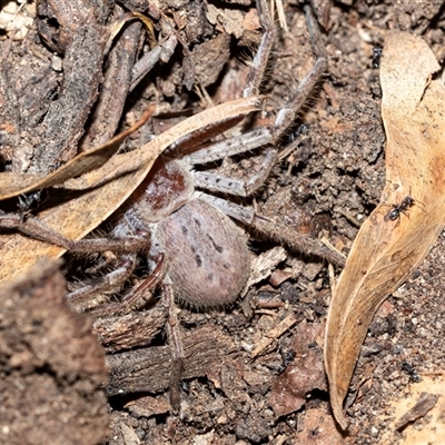 Isopeda canberrana (Canberra Huntsman Spider) at Wanniassa, ACT - 12 Aug 2025 by AlisonMilton