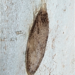 Chelepteryx collesi (White-stemmed Gum Moth) at Wanniassa, ACT - 12 Aug 2025 by AlisonMilton