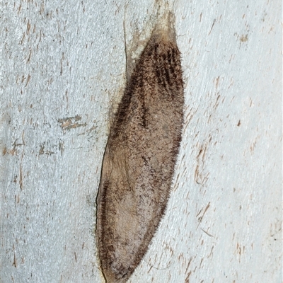 Chelepteryx collesi (White-stemmed Gum Moth) at Wanniassa, ACT - 12 Aug 2025 by AlisonMilton