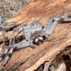 Isopeda canberrana (Canberra Huntsman Spider) at Wanniassa, ACT - 12 Aug 2025 by AlisonMilton