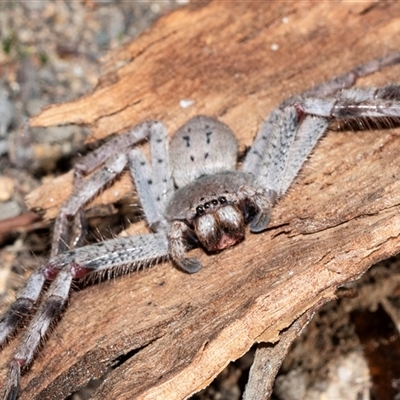Isopeda canberrana (Canberra Huntsman Spider) at Wanniassa, ACT - 12 Aug 2025 by AlisonMilton