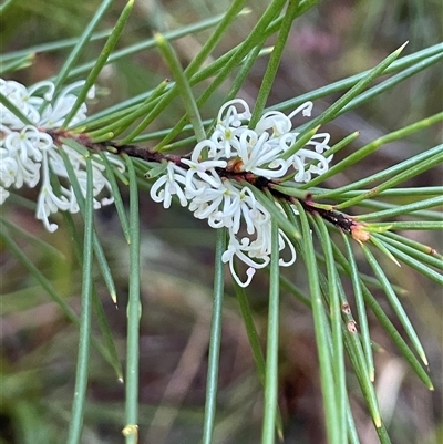 Hakea sericea at Ulladulla, NSW - 14 Aug 2025 by Clarel