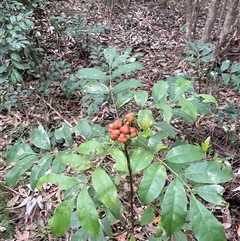 Synoum glandulosum subsp. glandulosum (Scentless Rosewood) at Ulladulla, NSW - 13 Aug 2025 by Clarel