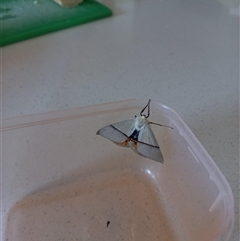 Gastrophora henricaria (Fallen-bark Looper, Beautiful Leaf Moth) at Carwoola, NSW - 13 Nov 2023 by Liam.m
