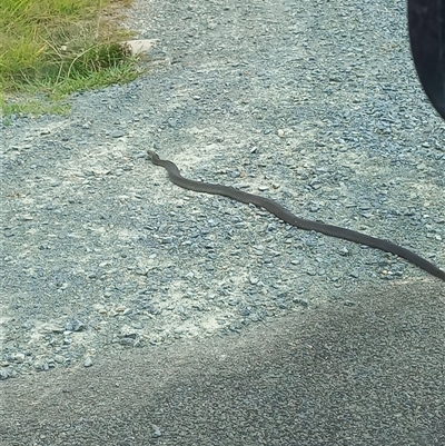 Pseudonaja textilis (Eastern Brown Snake) at Carwoola, NSW - 20 Jan 2024 by Liam.m