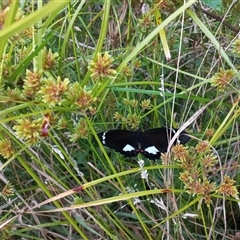 Papilio aegeus (Orchard Swallowtail, Large Citrus Butterfly) by Liam.m