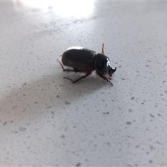 Dasygnathus sp. (genus) (Rhinoceros beetle) at Carwoola, NSW - 12 Feb 2024 by Liam.m