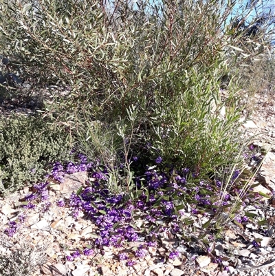 Hardenbergia violacea (False Sarsaparilla) at Carwoola, NSW - 7 Sep 2021 by Liam.m
