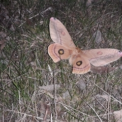 Opodiphthera helena (Helena Gum Moth) by Liam.m