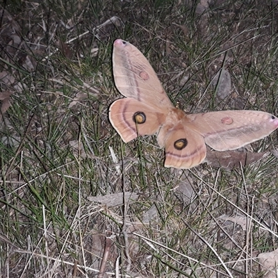 Opodiphthera helena (Helena Gum Moth) at  - suppressed by Liam.m