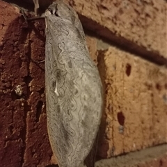 Abantiades labyrinthicus (Labyrinthine Ghost Moth) by Liam.m