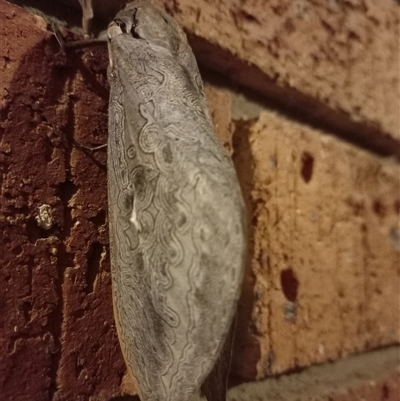 Abantiades labyrinthicus (Labyrinthine Ghost Moth) at  - suppressed by Liam.m