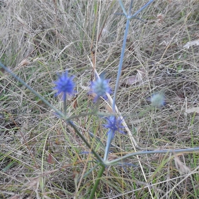 Eryngium ovinum (Blue Devil) at Carwoola, NSW - 20 Feb 2023 by Liam.m