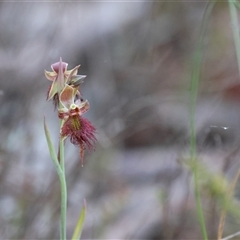 Calochilus paludosus (Strap Beard Orchid) at Mulloon, NSW - 16 Oct 2023 by Liam.m