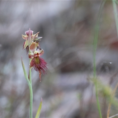 Calochilus paludosus (Strap Beard Orchid) at Mulloon, NSW - 16 Oct 2023 by Liam.m